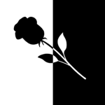 Black And White Rose to Blossom