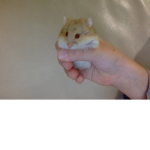 hamster gang HAMSTERS