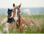 Horse Ranch