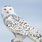 Les Harfang des neiges