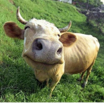 katies cows :)
