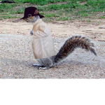 The Secret Squirrels