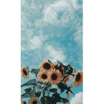 SunflowerDaisy
