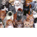 THE cAt cRewww