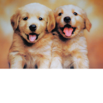 Tic Toc Puppies