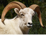 Sheep Family