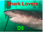 shark lovers D5