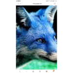 The furry group!!!