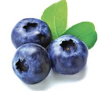 Blueberry bush