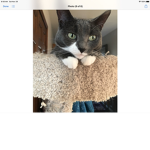 Kind cats