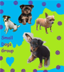 Small Dogs Group