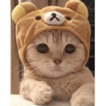CA.T