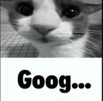Goog Gang.