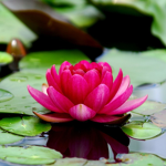 Lotuses