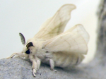 Bloodmoth