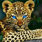 Jaguar boy's fan group