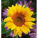 Sunflowers shines