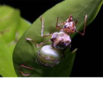 Ants for da win