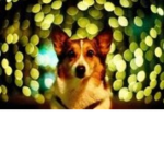 Come Vibe With Corgi's