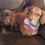 Dachshund Sqaud