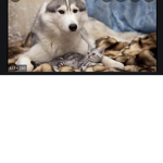 Dog time all the time