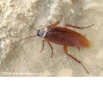 The Cockroach Army