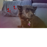 We love doggy forever