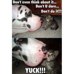 meme train