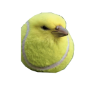 BEST FRIEND OF DOGE
