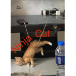 Ninja Cat’s Official Fan Group