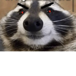 We love Raccoons!