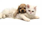 Roblox Cat and Dog Lovers