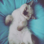 Kedi ler