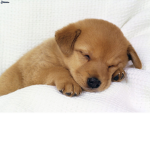 TEH #PUPPYSQUAD