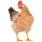 ChickenCrazy