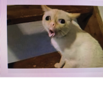Hollys rp