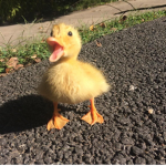 duckie gang :P