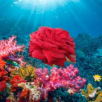 Coral Rose Squad