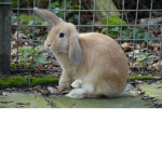 seal team 524