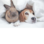 Dog and bunny flower Army