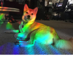 Doge's group c: