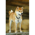 Doge only (we to need a base.)