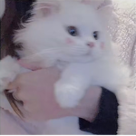 kittzs