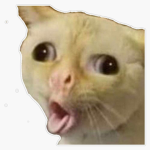 Kats are c00l