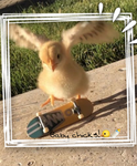 Baby chicks!≈-