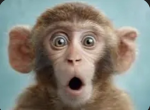 monkey monk gang