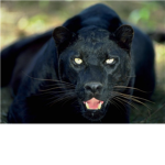The Powerful Panthers