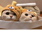 ~kitty~group~