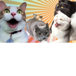 Os Gatitos UwU