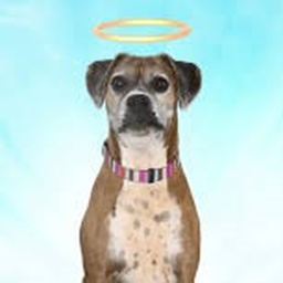 All Dogs Go to Heaven!